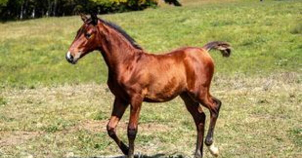 Cambria My Right Horse