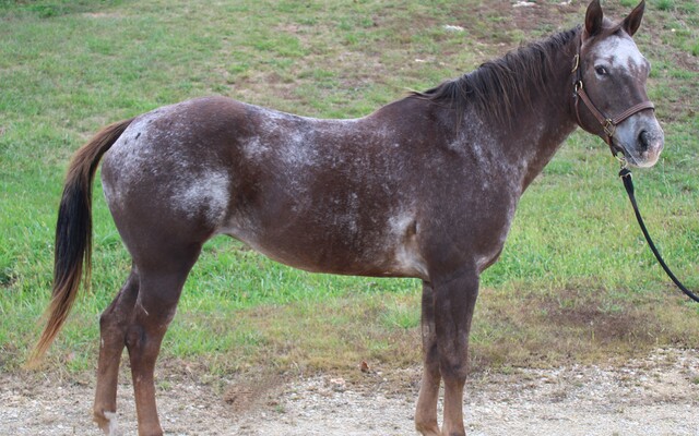 Contact Longmeadow Rescue Ranch | My Right Horse