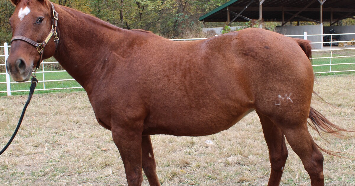 Delta My Right Horse