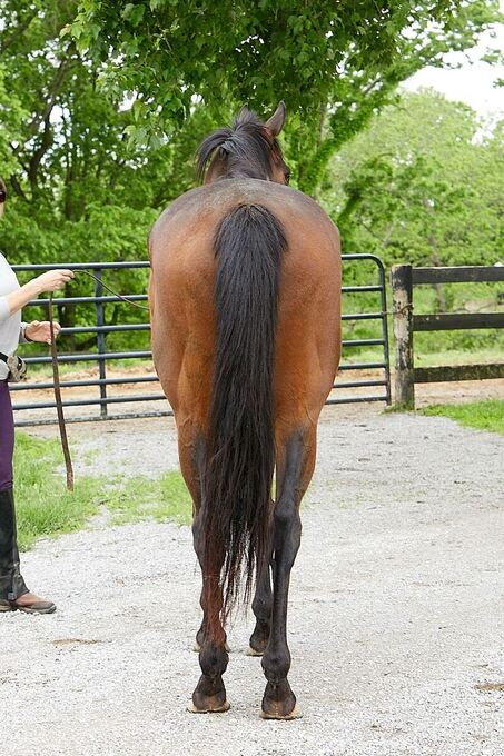 My Right Horse: Jose Patio Second Stride photo 8