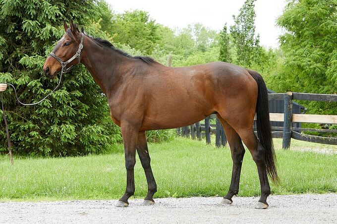 My Right Horse: Jose Patio Second Stride photo 7