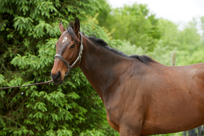 My Right Horse: Jose Patio Second Stride photo 6