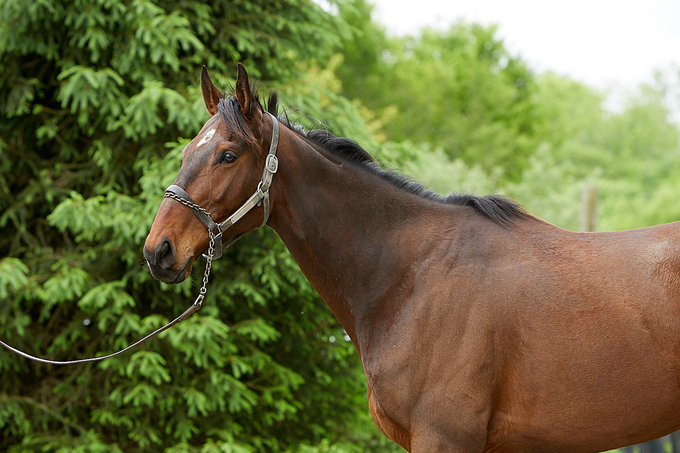 My Right Horse: Jose Patio Second Stride photo 5