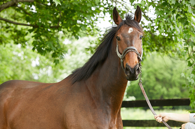 My Right Horse: Jose Patio Second Stride photo 4
