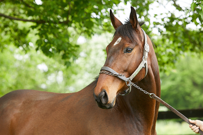 My Right Horse: Jose Patio Second Stride photo 3