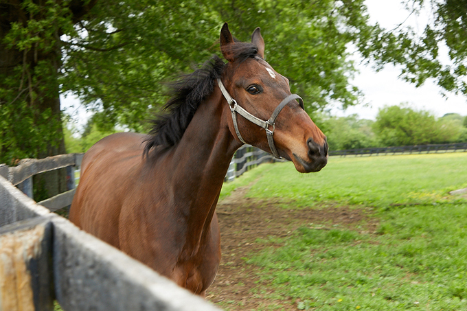 My Right Horse: Jose Patio Second Stride photo 2