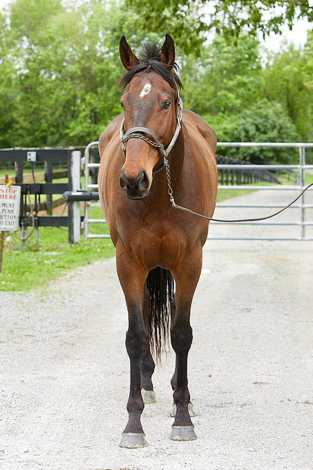 My Right Horse: Jose Patio Second Stride photo 1