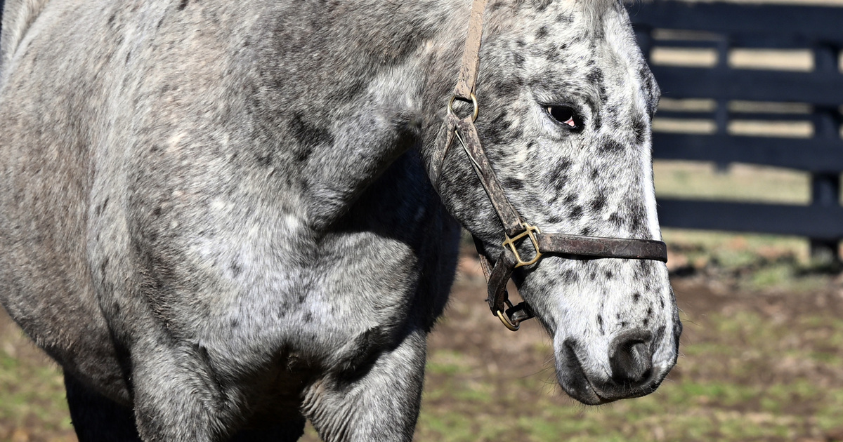 Angel @ My Right Horse