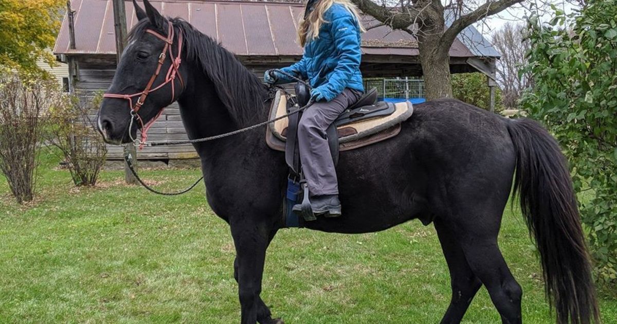 Merlin My Right Horse