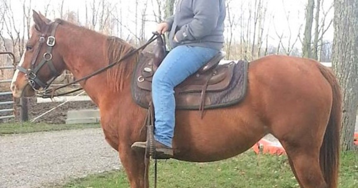 Daisy My Right Horse