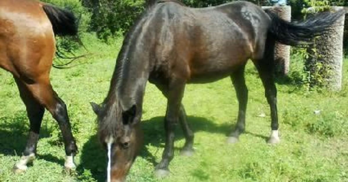 Blaze My Right Horse