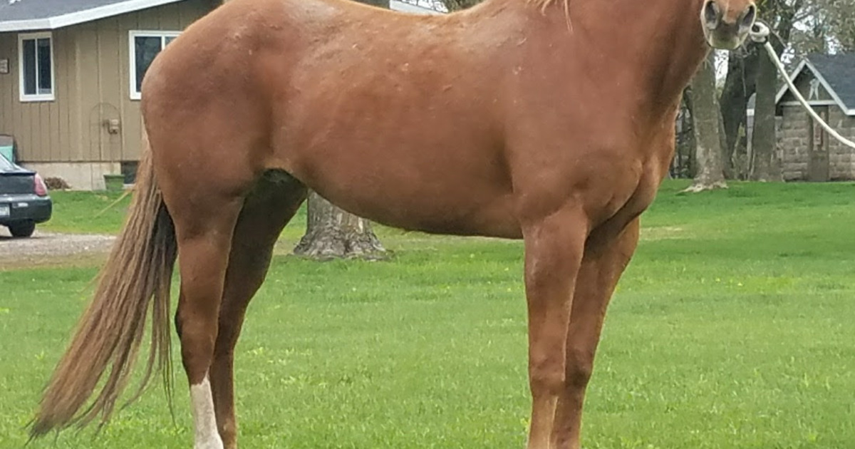 Cinnamon My Right Horse