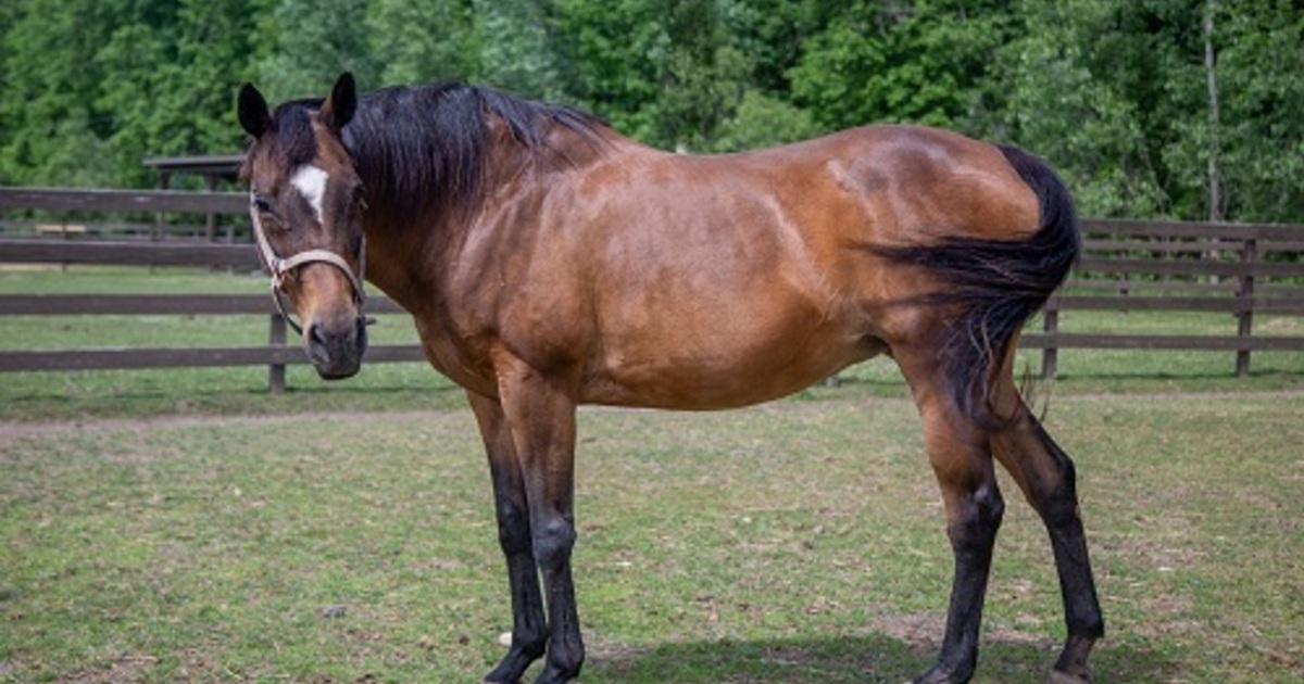 Zephyr My Right Horse