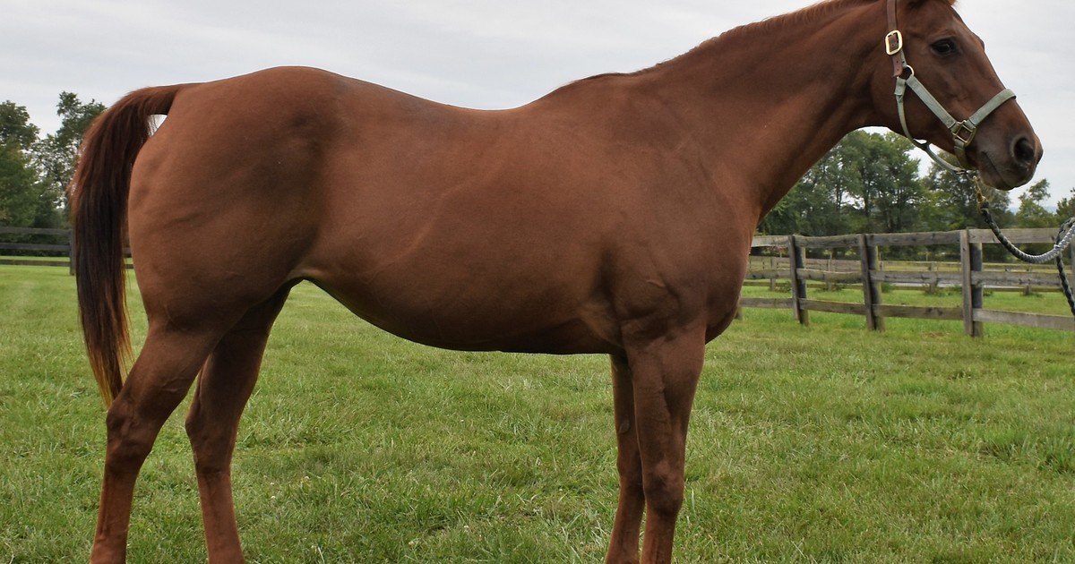 Sadie My Right Horse