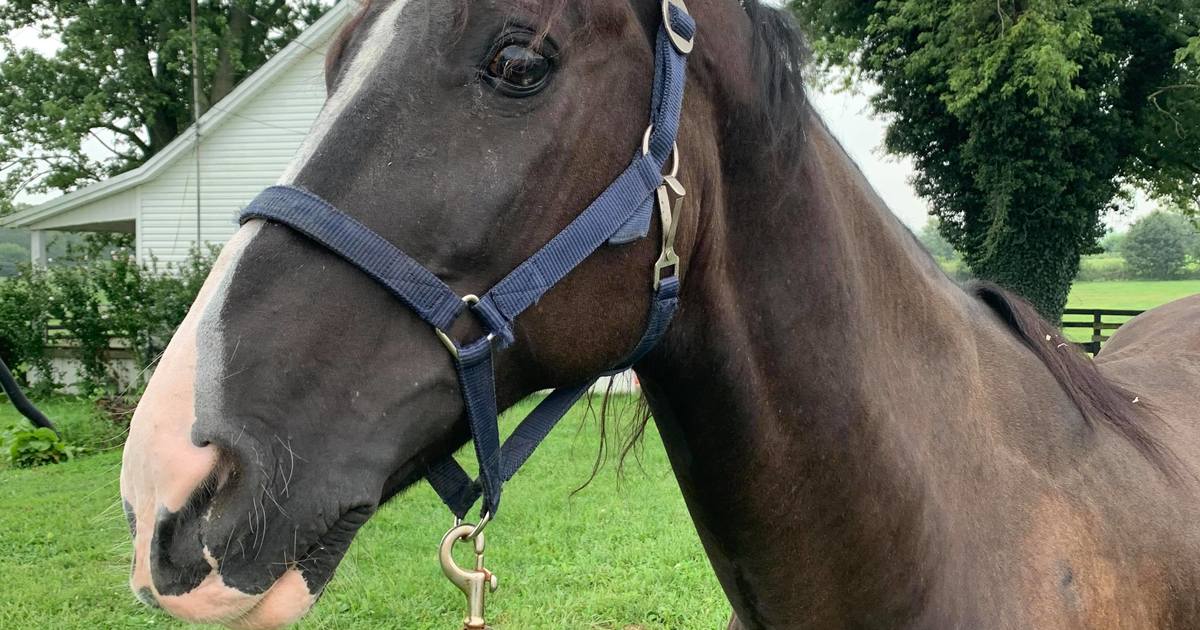 Blazer My Right Horse