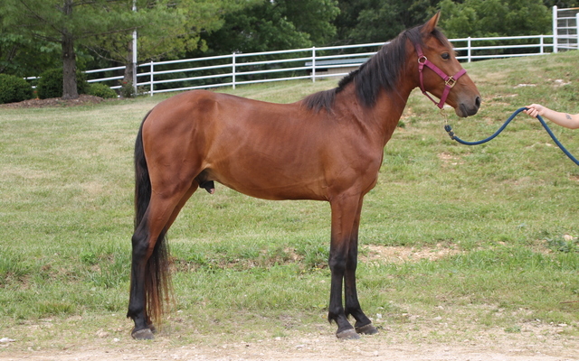 Contact Longmeadow Rescue Ranch | My Right Horse