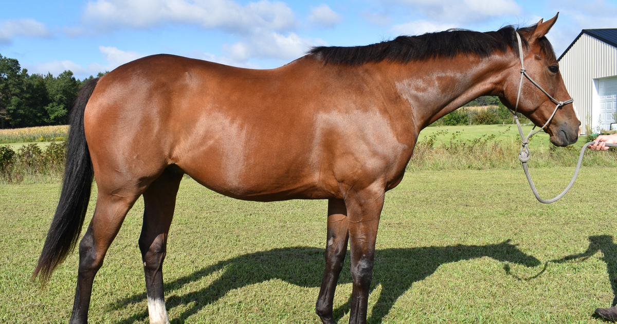 Pickles My Right Horse