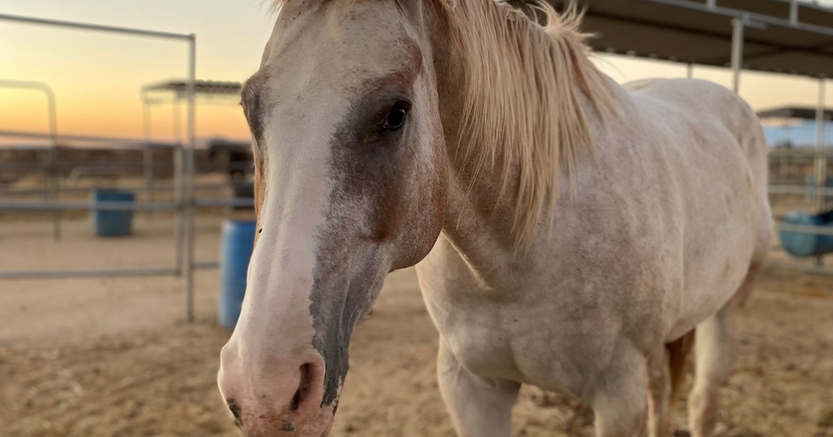 Ginger My Right Horse