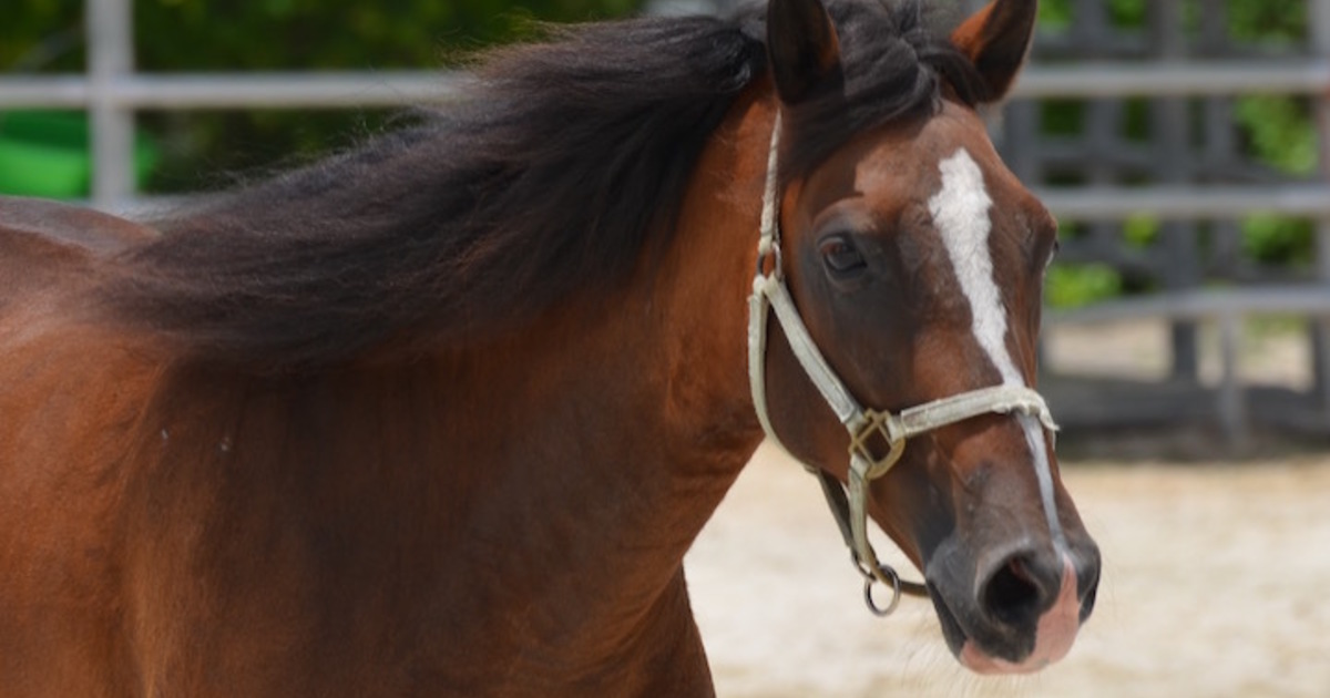 Martini My Right Horse