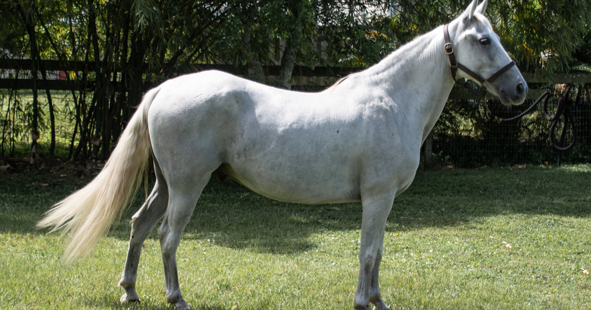 Ronan My Right Horse