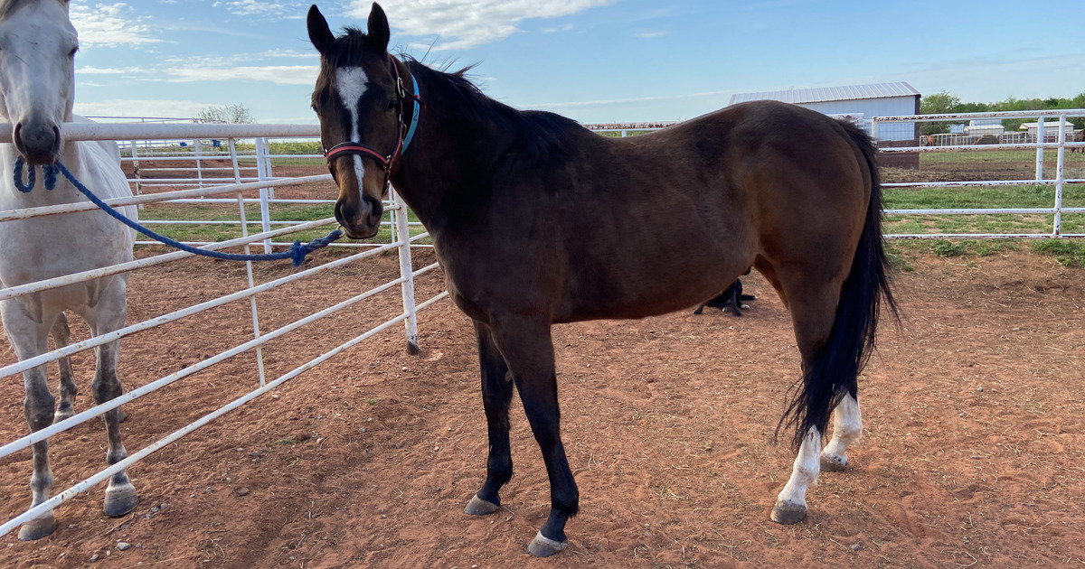 Hubbadahubbadaboom My Right Horse