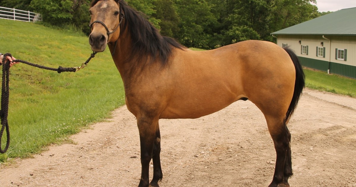 Xanthus My Right Horse