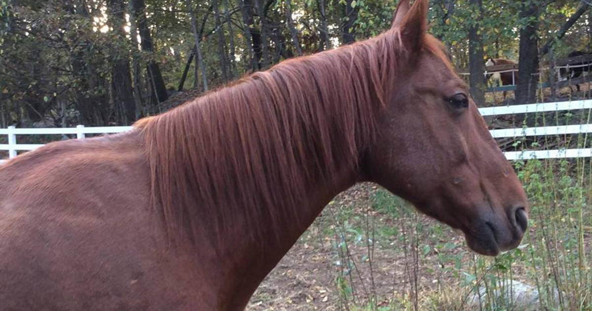 Arthur My Right Horse