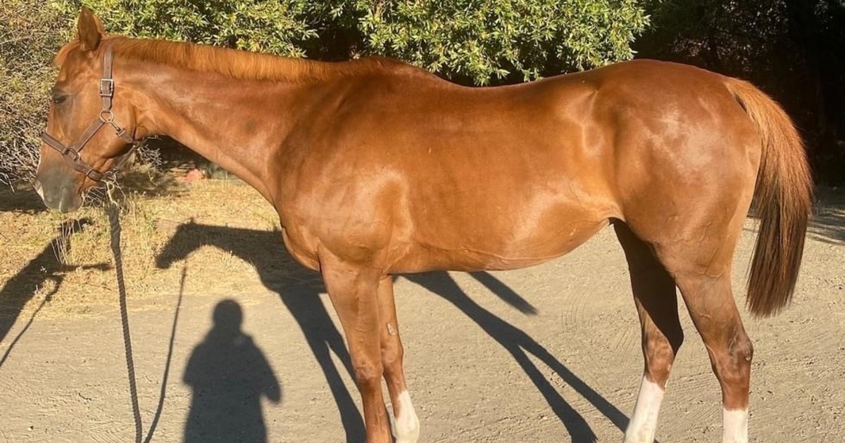 Paprika Red My Right Horse