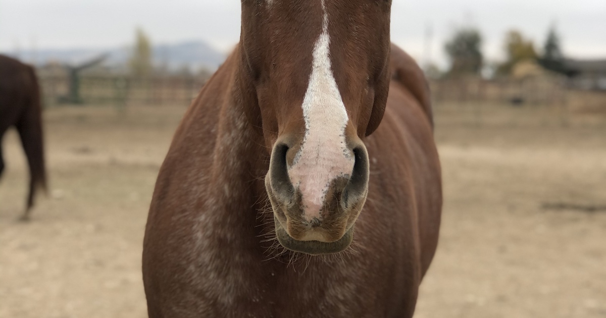 Clover My Right Horse