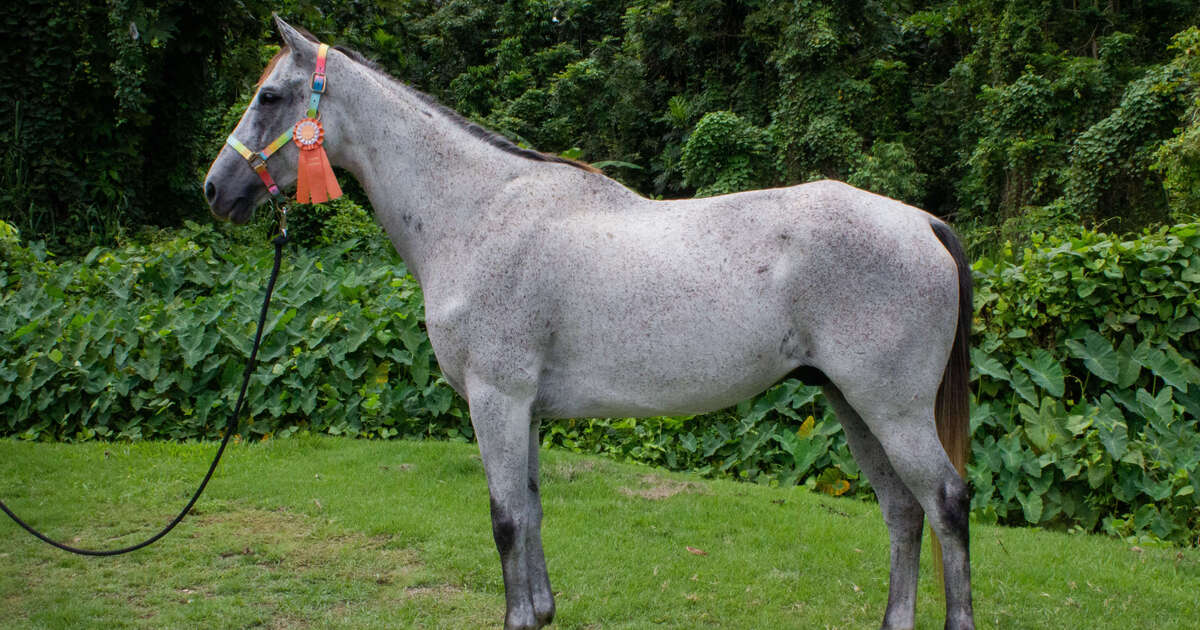 Nature Gold (Available in Puerto Rico Only) My Right Horse